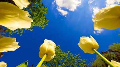 Yellow tulips wallpaper
