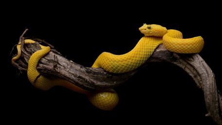 Bothriechis schlegelii snake wallpaper