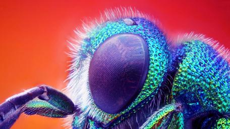 Instect eye close up wallpaper