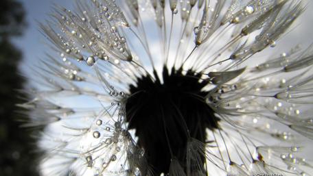 Dandelion macro photography wallpaper