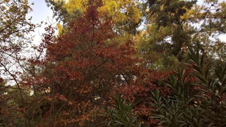 Brownish autumn landscape wallpaper