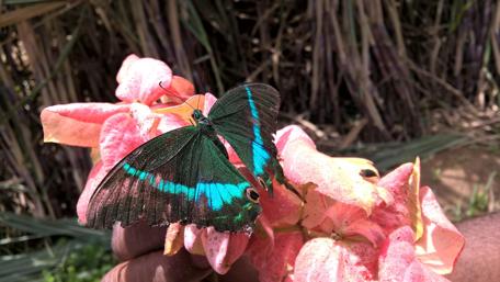 Butterfly Over Mozanda wallpaper