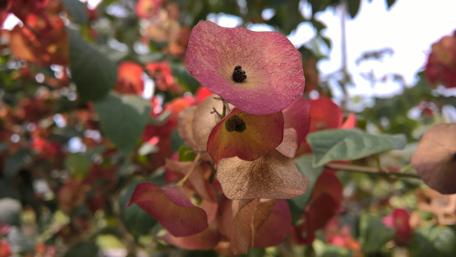 Vibrant Bougainvillea Blossoms Shine Brightly wallpaper