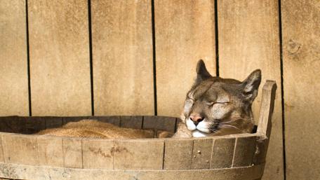 Sleeping cougar wallpaper