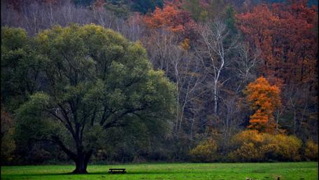 Autumn Serenity in the Forest wallpaper