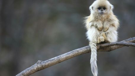 Adorable Primate Sitting on a Branch wallpaper