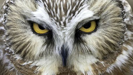 Owl look - Close-up photography wallpaper