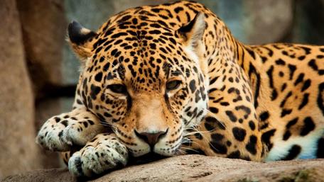 Majestic Jaguar in the Wild wallpaper
