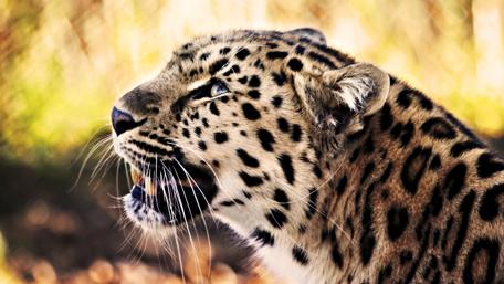Majestic Leopard in Nature's Embrace wallpaper
