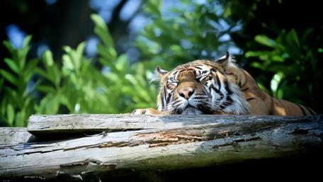 Sleeping tiger wallpaper