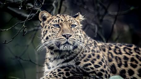 Majestic Leopard Reclining in Nature's Embrace wallpaper