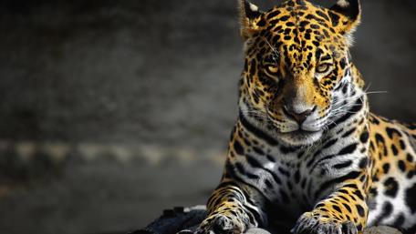 Beautiful jaguar wallpaper