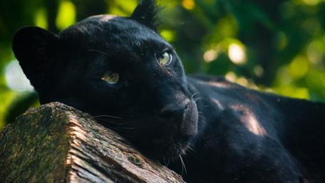 Majestic Black Panther Resting in the Wild wallpaper