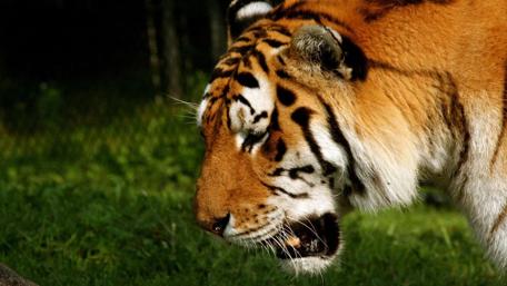 Majestic Bengal Tiger in Natural Habitat wallpaper