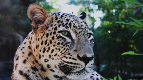 Persian leopard wallpaper