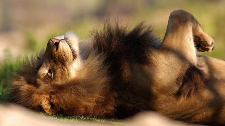 Majestic Lion Relaxing in Nature wallpaper