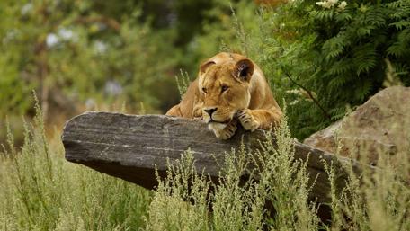 Majestic Lioness in Tranquil Habitat wallpaper