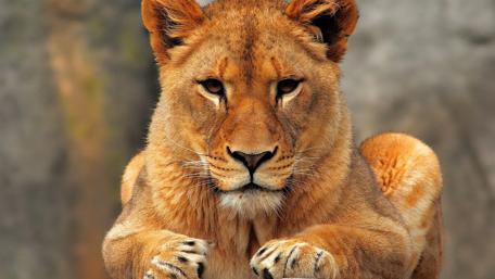 Female lion wallpaper