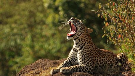 Majestic Leopard Yawning in the Wilderness wallpaper