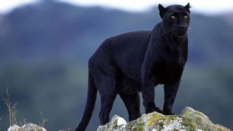 Majestic Black Panther on Rocky Terrain wallpaper
