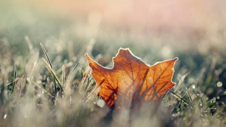 Frozen leaf wallpaper