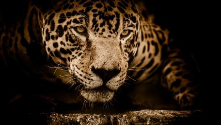 Wonderful jaguar wallpaper