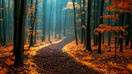 Misty forest path wallpaper
