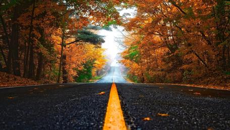Autumn Roadway Through Golden Trees wallpaper