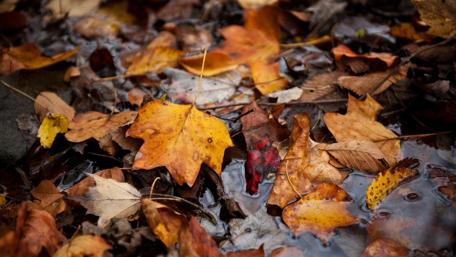 Autumn leaf wallpaper