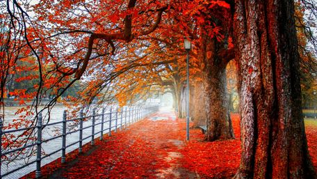 Autumn riverwalk wallpaper