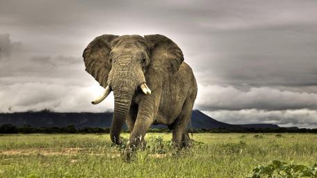 Elephant in the grassfield wallpaper