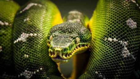 Green Tree Python wallpaper