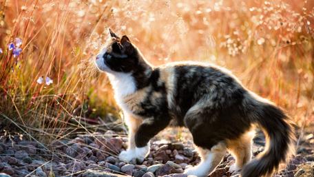 Calico cat in the field wallpaper