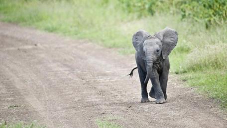 Cute baby elephant wallpaper