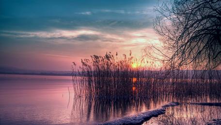 Sunset among the reeds wallpaper