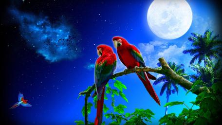 Macaws in the fool moon wallpaper