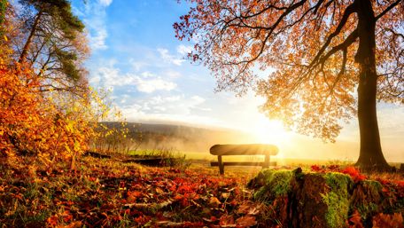 Bench in the autumn sunrise wallpaper