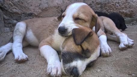 Lazzy puppies wallpaper