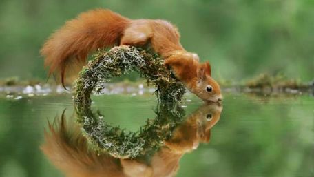 Thirsty squirrel wallpaper