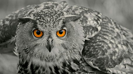 Monochrome owl wallpaper