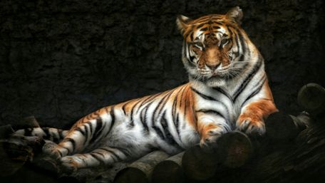 Majestic Siberian Tiger Resting in Shadowed Serenity wallpaper