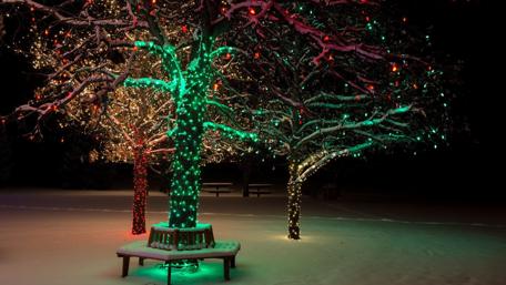 Enchanting Christmas Tree Lights at Night wallpaper