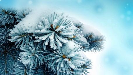 Close up snowy pine tree wallpaper