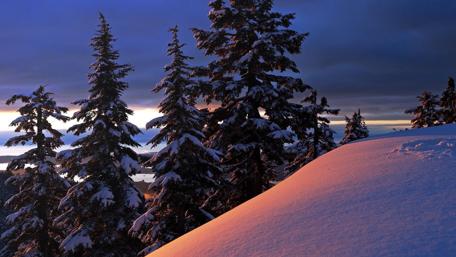 Winter pine forest on the hill-side wallpaper