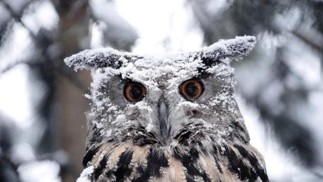 Snowy owl wallpaper