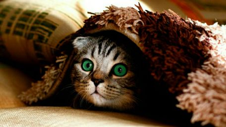 Green-eyed kitten wallpaper