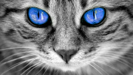 Blue-eyed cat wallpaper