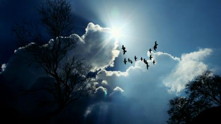 Birds in the sunshine wallpaper