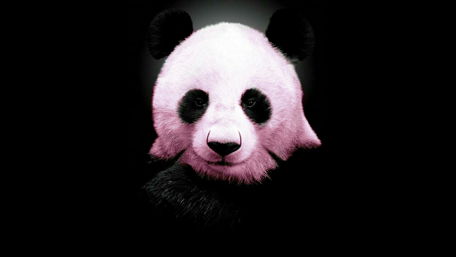 Panda Portrait in Black and White wallpaper