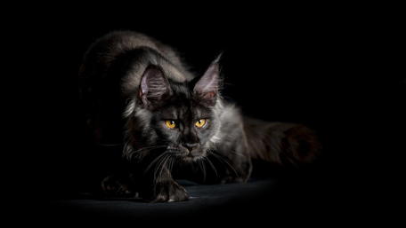Black cat wallpaper